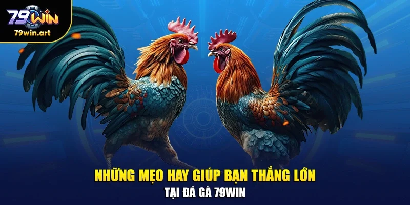 Những mẹo hay giúp bạn thắng lớn tại đá gà 79WIN